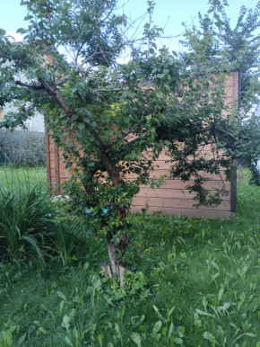 Коллективный сад номер 7, участок 58 в Дегтярске - degtyarsk.yutvil.ru - фото 28