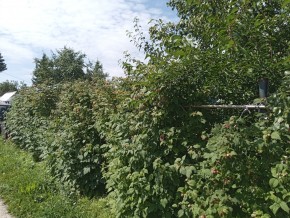 СНТ Медик-2 в Дегтярске - degtyarsk.yutvil.ru - фото 2