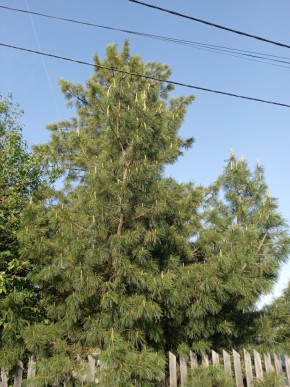 ул. Полынная,29 в Дегтярске - degtyarsk.yutvil.ru - фото 18